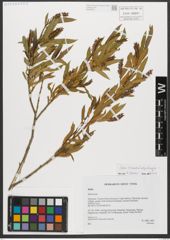 Foto von Salix triandra subsp. triandra L.
